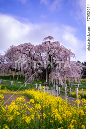 [Fukushima Prefecture] Miharu Takizakura_11 77952934