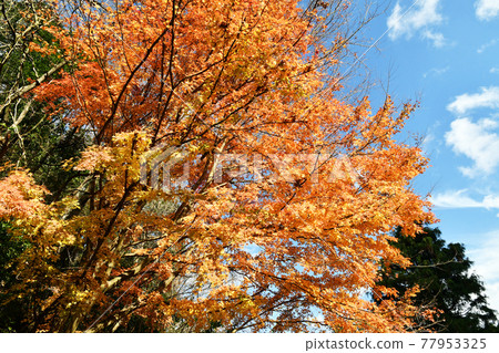 風景與秋天的落葉 77953325