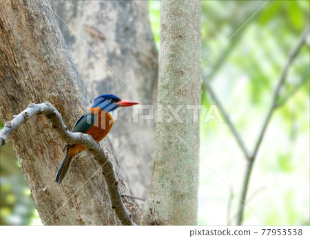 beautiful colorful bird green-backed kingfisher beautiful colorful bird green-backed kingfisher 77953538