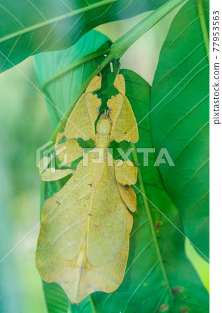 asian insect phyllium giganteum asian insect phyllium giganteum 77953563
