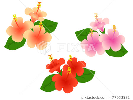 Hibiscus illustration 77953581