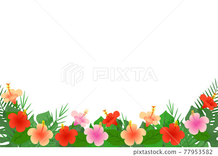 Hibiscus illustration frame 77953582