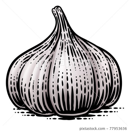 Garlic Vegetable Vintage Woodcut Illustration 77953636