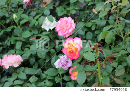粉紅玫瑰在籬笆上盛開 粉紅玫瑰在籬笆上盛開 77954038