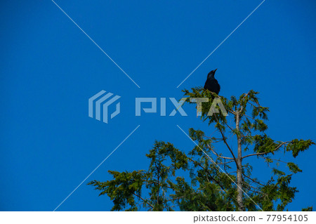 Crow on the tree Crow on the tree 77954105