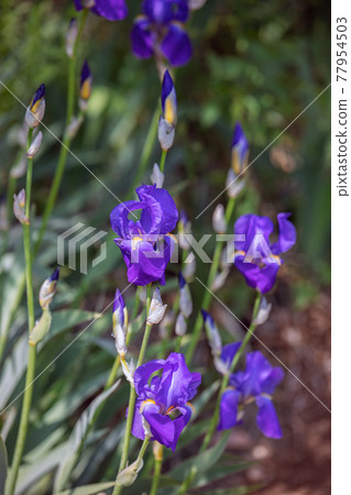 Purple irises flowers in the garden (Selective focus, bokeh) Purple irises flowers in the garden (Selective focus, bokeh) 77954503