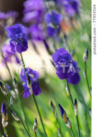 Blue iris flowers in spring garden (focus on a blossoming bud) Vertical photo Blue iris flowers in spring garden (focus on a blossoming bud) Vertical photo 77954504