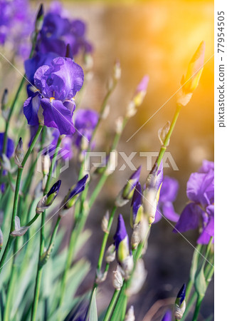 A bush of purple irises flowers in the rays of the spring sun (focus on a blossoming bud) A bush of purple irises flowers in the rays of the spring sun (focus on a blossoming bud) 77954505