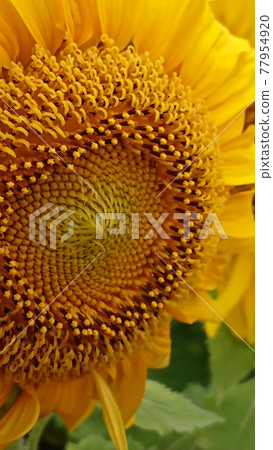一個大向日葵 77954920