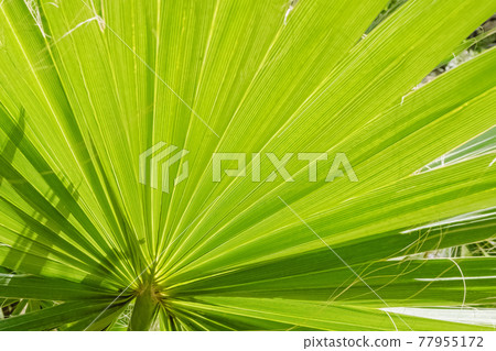 Tropic green palm leaf close up texture Tropic green palm leaf close up texture 77955172