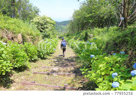 Hydrangea, stairs and children on a sunny day 77955258