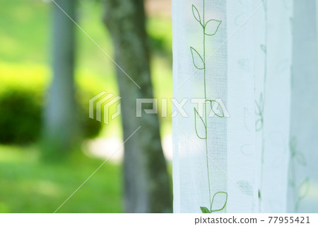 花園綠和蕾絲窗簾1 花園綠和蕾絲窗簾1 77955421