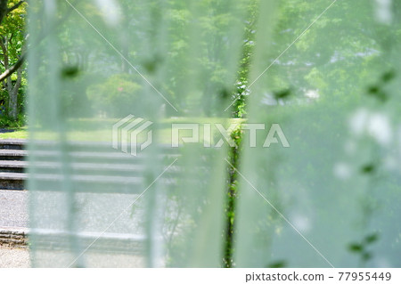 窗簾後花園裡的綠色 1 77955449