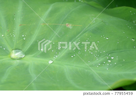 下雨後的第二天,芋頭上還殘留著水滴 下雨後的第二天,芋頭上還殘留著水滴 77955459