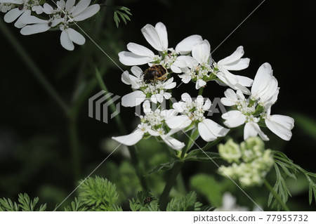 Cetoniinae 棲息在春天花壇上盛開的 Orrea 白花邊的白花上 77955732