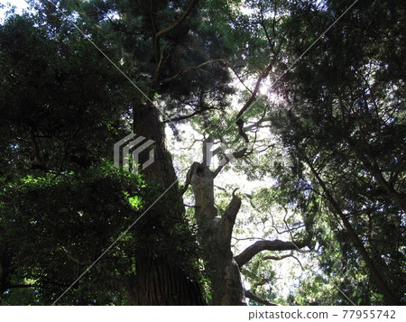 久能山東照宮的樹木 久能山東照宮的樹木 77955742