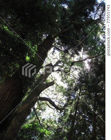 久能山東照宮的樹木 久能山東照宮的樹木 77955743