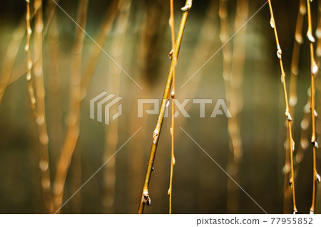 Nature background in early spring or autumn, cold weather in botanical garden Nature background in early spring or autumn, cold weather in botanical garden 77955852