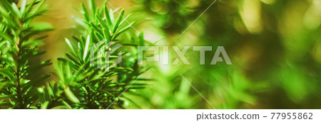 Spruce tree branches as abstract nature background and natural environment Spruce tree branches as abstract nature background and natural environment 77955862