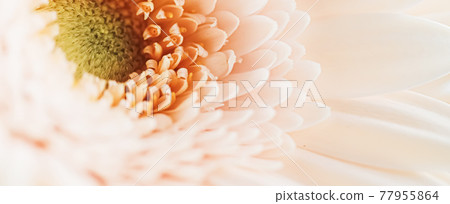 Beauty of a daisy flower, floral art and beauty in nature 77955864