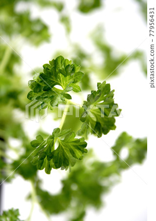 Beautiful still life food stock photography Beautiful still life food stock photography 77956431