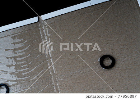 Mousetrap adhesive sheet 77956897