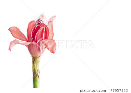 Tropical flower red torch ginger ,isolated on white background with copy space 77957333