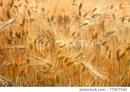 Wheat field 77957590