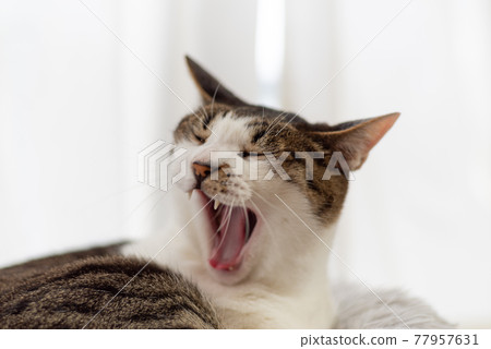 Yawning cat Kijitora cat 77957631