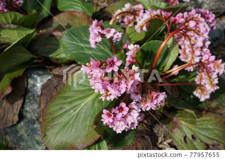Spring flower Himalayan Saxifrages 77957655