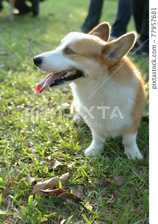 Corgi Corgi 77957681