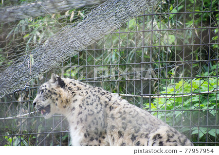 Snow leopard Snow leopard 77957954