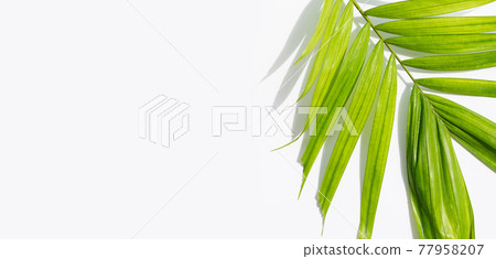 Tropical palm leaves on white background. Summer background concept 77958207