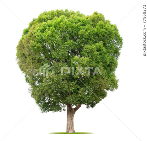 big tree isolate on white background big tree isolate on white background 77958273