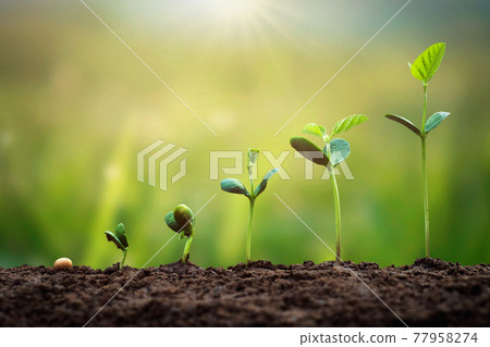 soybean growth in farm with green leaf background. agriculture plant seeding growing step concept 77958274