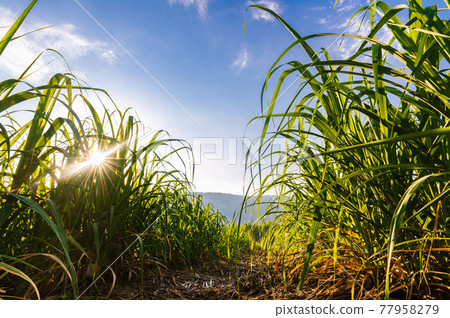 sugar cane with sunrise and blue sky background in farmland 77958279