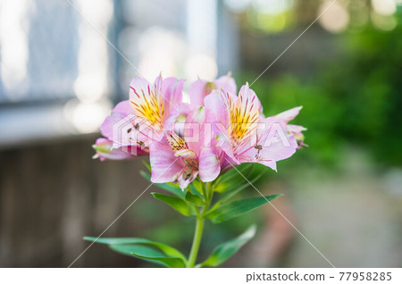 Alstroemeria Alstroemeria 77958285