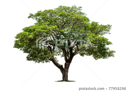 big tree isolate on white background big tree isolate on white background 77958298