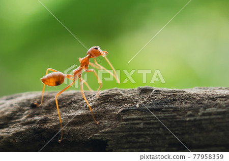 red ant standing on tree in forest 77958359