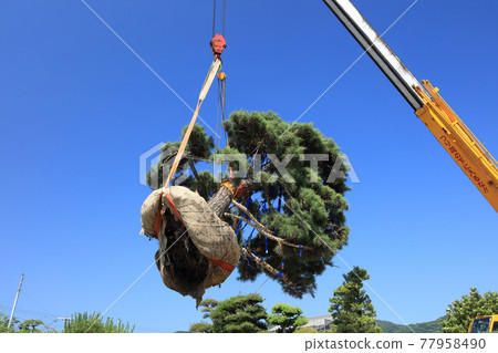 Transplanting a large pine tree Transplanting a large pine tree 77958490