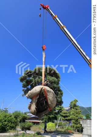 移植一棵大松樹 77958491