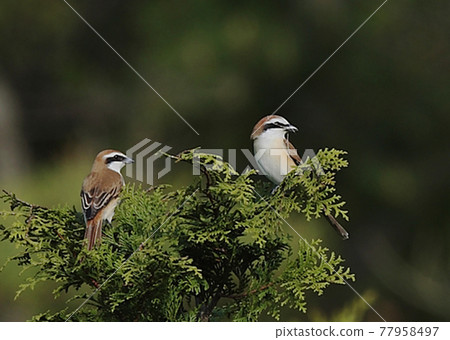 布朗伯勞_3663 77958497