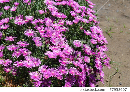 Pink flowers of the trailing ice plant blooming in the spring garden 77958607