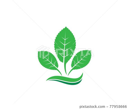 mint leaf illustration vector template mint leaf illustration vector template 77958666