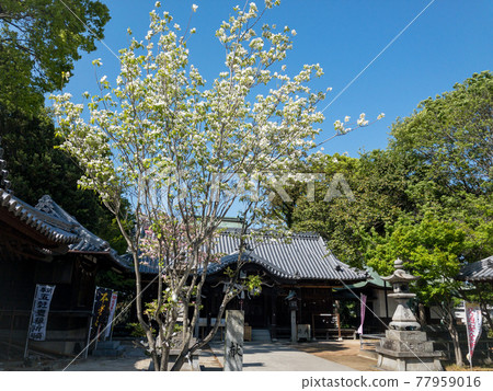 Takamatsu / Iwata Shrine in the wisteria season 77959016