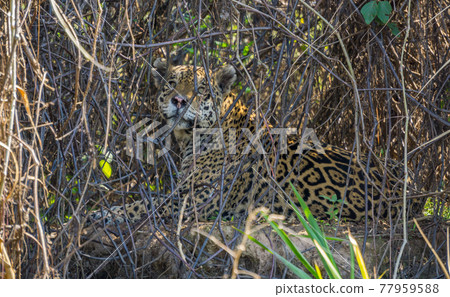 Wild Jaguar behind plants in riverbank, Pantanal, Brazil 77959588