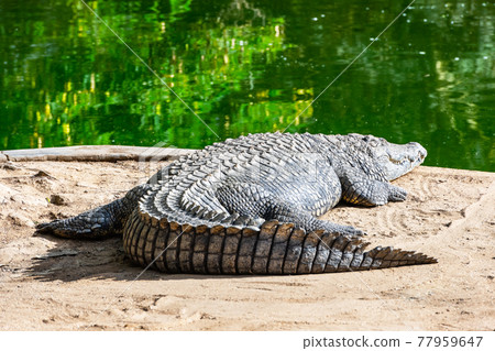 Big african alligator crocodile near water Big african alligator crocodile near water 77959647
