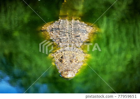 Big african alligator crocodile in the green water closeup 77959651