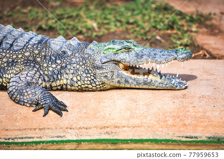 Big african alligator crocodile with open mouth Big african alligator crocodile with open mouth 77959653