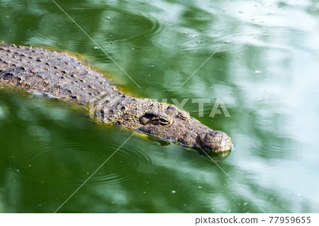 Big african alligator crocodile in the green water closeup Big african alligator crocodile in the green water closeup 77959655